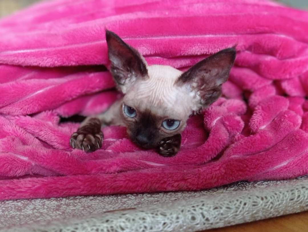 FB_IMG_1624476391185