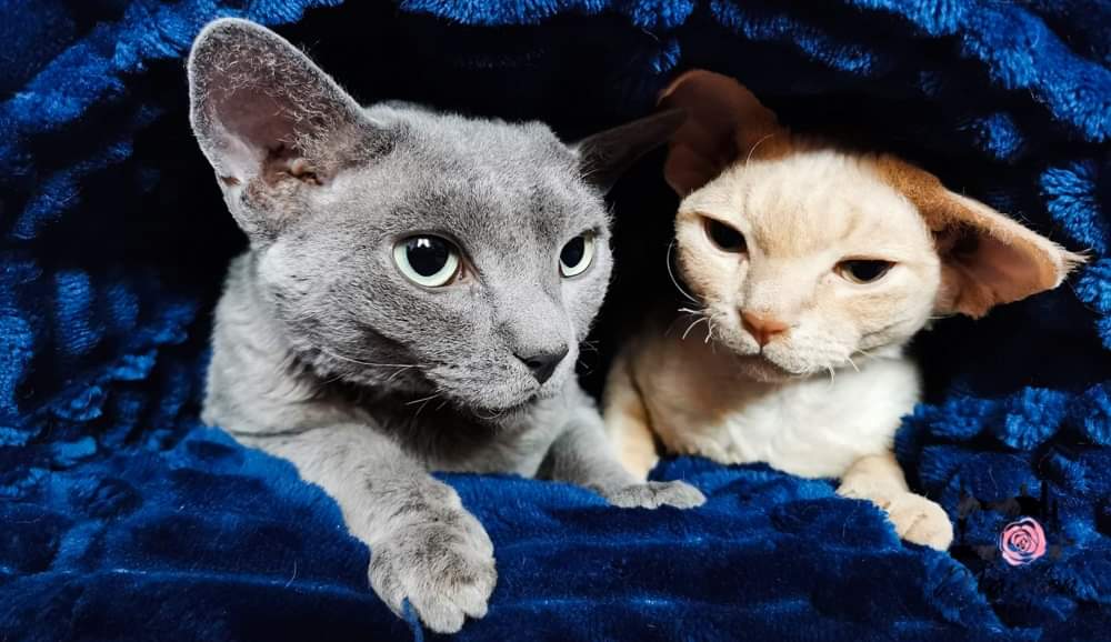 received_1431176877234658