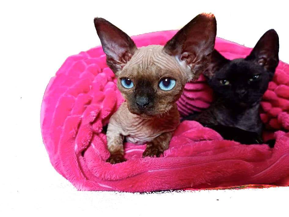 received_4889419157753912