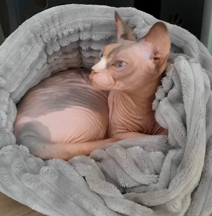 received_532320928181330